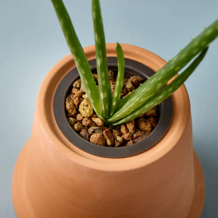 Modern Terracotta Aloe Grow Kit